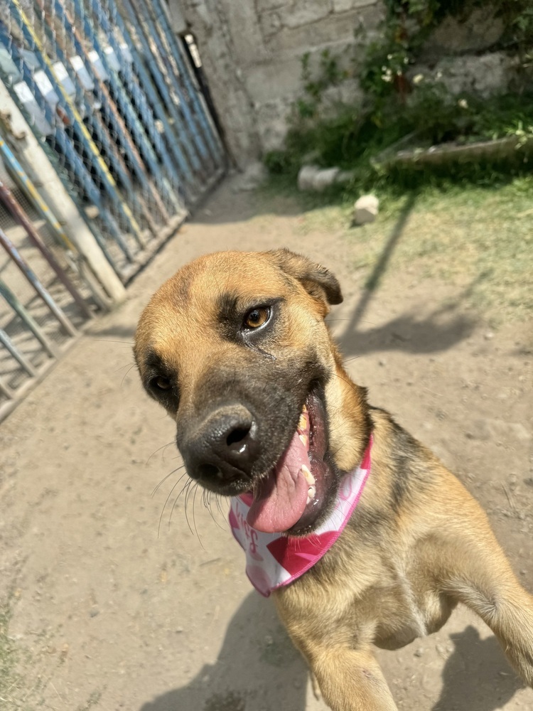 Emjay, an adoptable Labrador Retriever, Shepherd in Ajijic Centro, JAL, 45920 | Photo Image 2