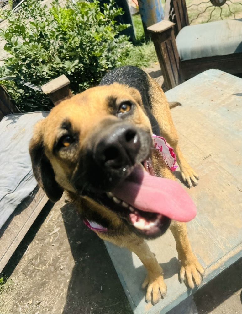 Emjay, an adoptable Labrador Retriever, Shepherd in Ajijic Centro, JAL, 45920 | Photo Image 3
