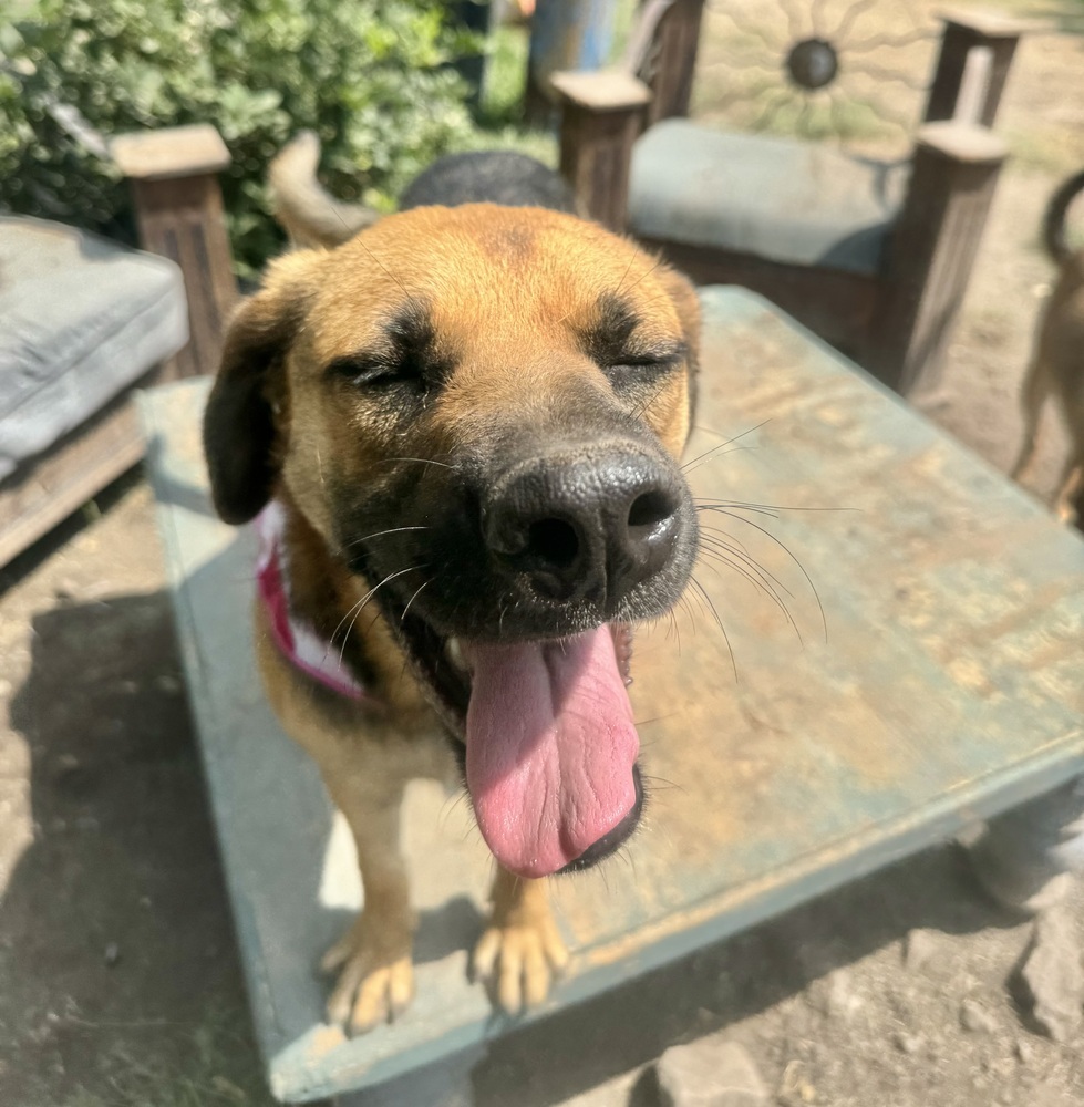 Emjay, an adoptable Labrador Retriever, Shepherd in Ajijic Centro, JAL, 45920 | Photo Image 4