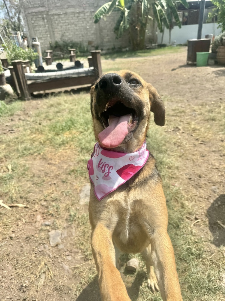 Emjay, an adoptable Labrador Retriever, Shepherd in Ajijic Centro, JAL, 45920 | Photo Image 5