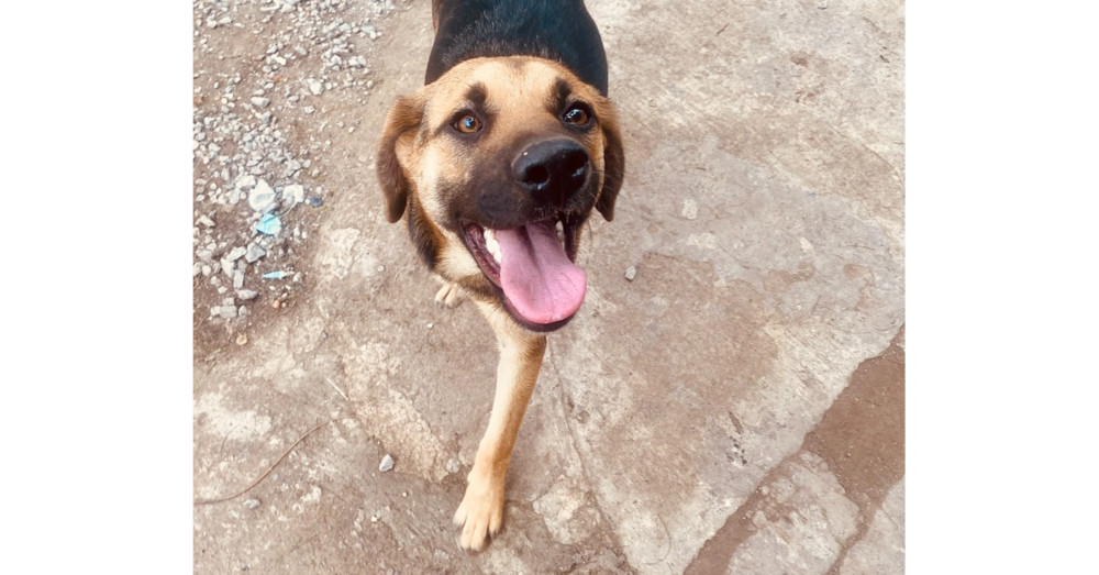 Emjay, an adoptable Labrador Retriever, Shepherd in Ajijic Centro, JAL, 45920 | Photo Image 6