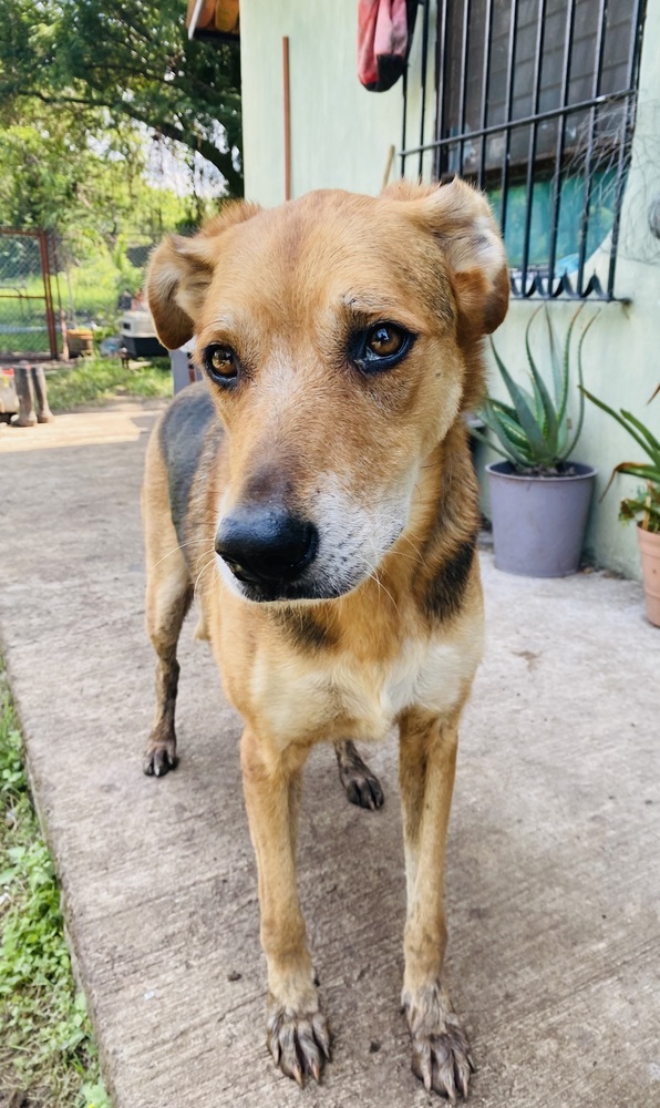 Leda, an adoptable Labrador Retriever, Mixed Breed in Ajijic Centro, JAL, 45920 | Photo Image 1