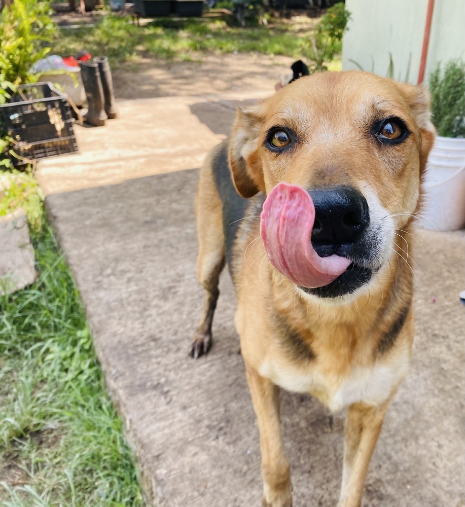 Leda, an adoptable Labrador Retriever, Mixed Breed in Ajijic Centro, JAL, 45920 | Photo Image 2