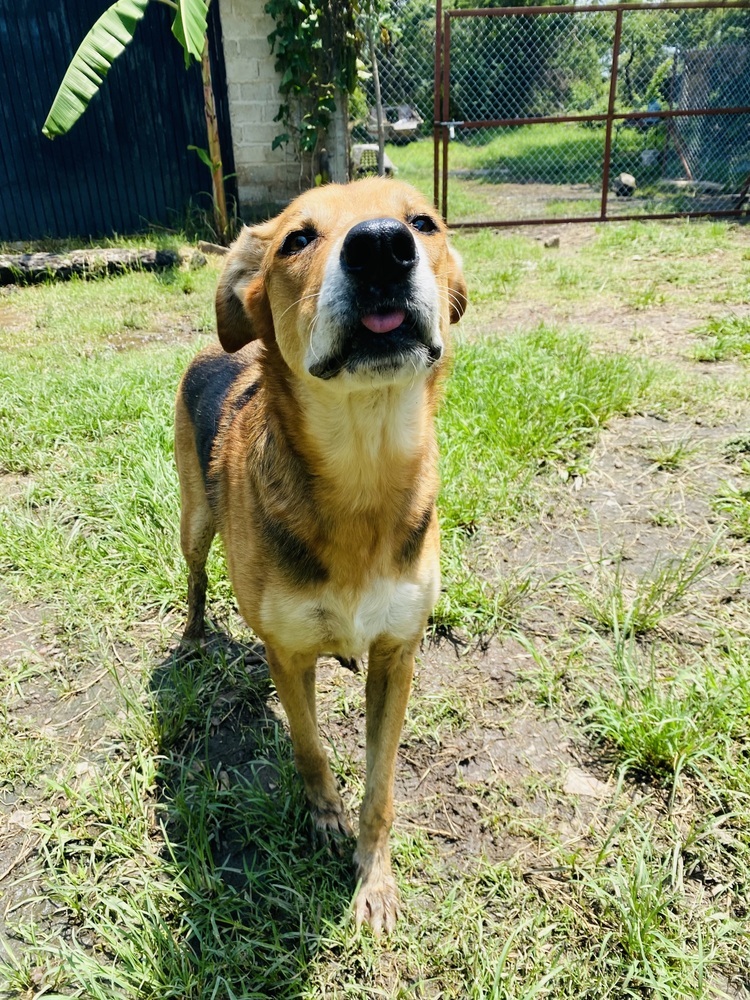 Leda, an adoptable Labrador Retriever, Mixed Breed in Ajijic Centro, JAL, 45920 | Photo Image 3