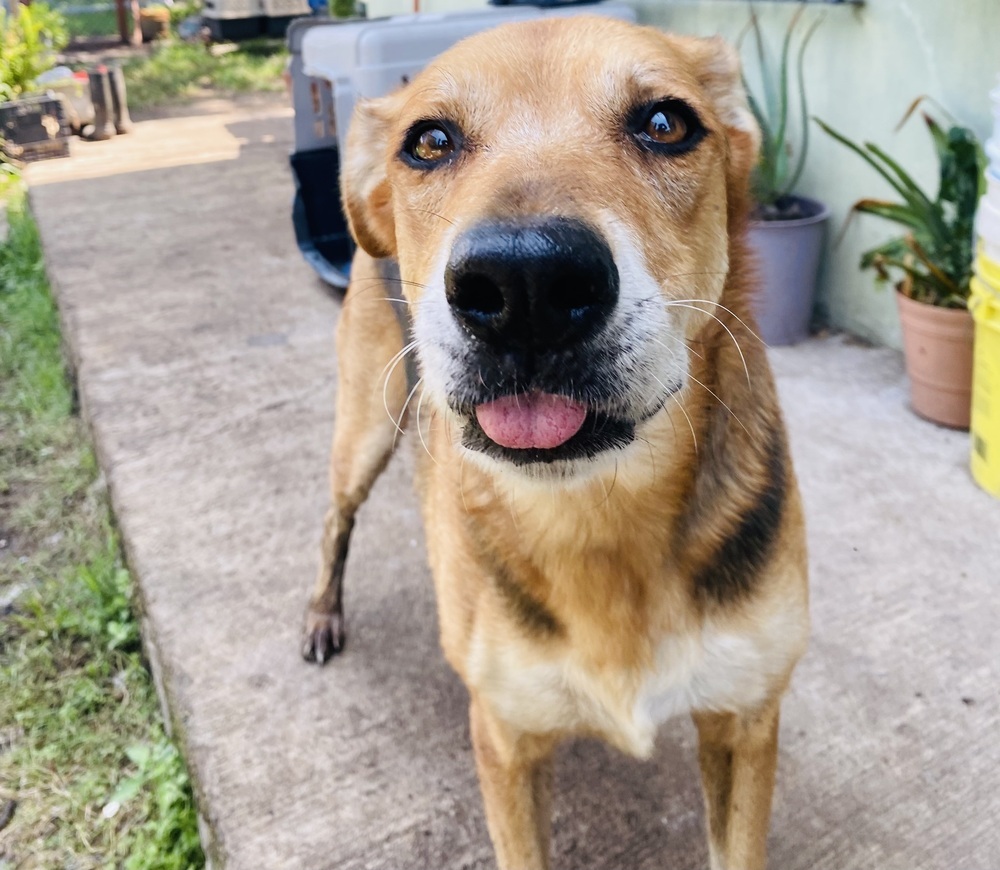 Leda, an adoptable Labrador Retriever, Mixed Breed in Ajijic Centro, JAL, 45920 | Photo Image 4