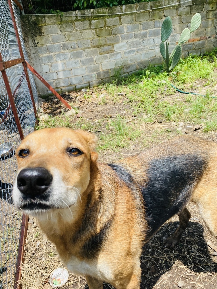 Leda, an adoptable Labrador Retriever, Mixed Breed in Ajijic Centro, JAL, 45920 | Photo Image 5