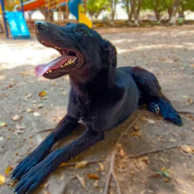 Lucas, an adoptable Labrador Retriever, Mixed Breed in Ajijic Centro, JAL, 45920 | Photo Image 1