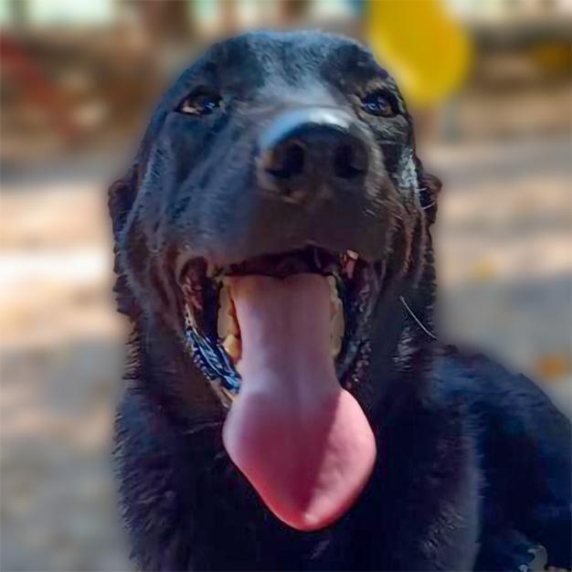 Lucas, an adoptable Labrador Retriever, Mixed Breed in Ajijic Centro, JAL, 45920 | Photo Image 2