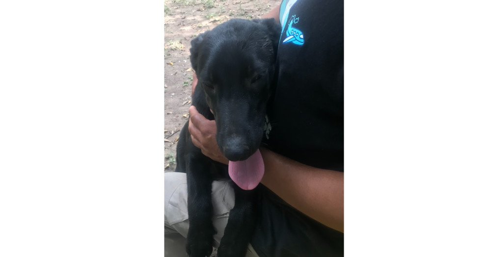 Lucas, an adoptable Labrador Retriever, Mixed Breed in Ajijic Centro, JAL, 45920 | Photo Image 3