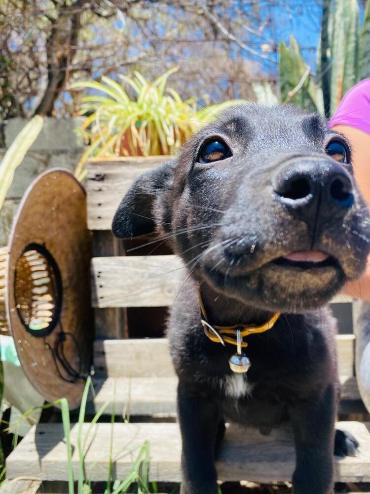 Lucas, an adoptable Labrador Retriever, Mixed Breed in Ajijic Centro, JAL, 45920 | Photo Image 4