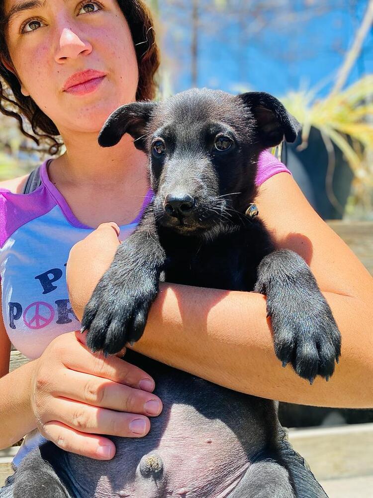 Lucas, an adoptable Labrador Retriever, Mixed Breed in Ajijic Centro, JAL, 45920 | Photo Image 6