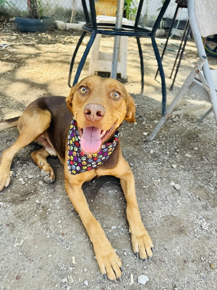Macsen, an adoptable Labrador Retriever, Mixed Breed in Ajijic Centro, JAL, 45920 | Photo Image 1