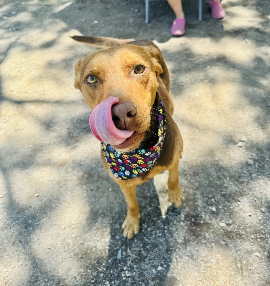 Macsen, an adoptable Labrador Retriever, Mixed Breed in Ajijic Centro, JAL, 45920 | Photo Image 2