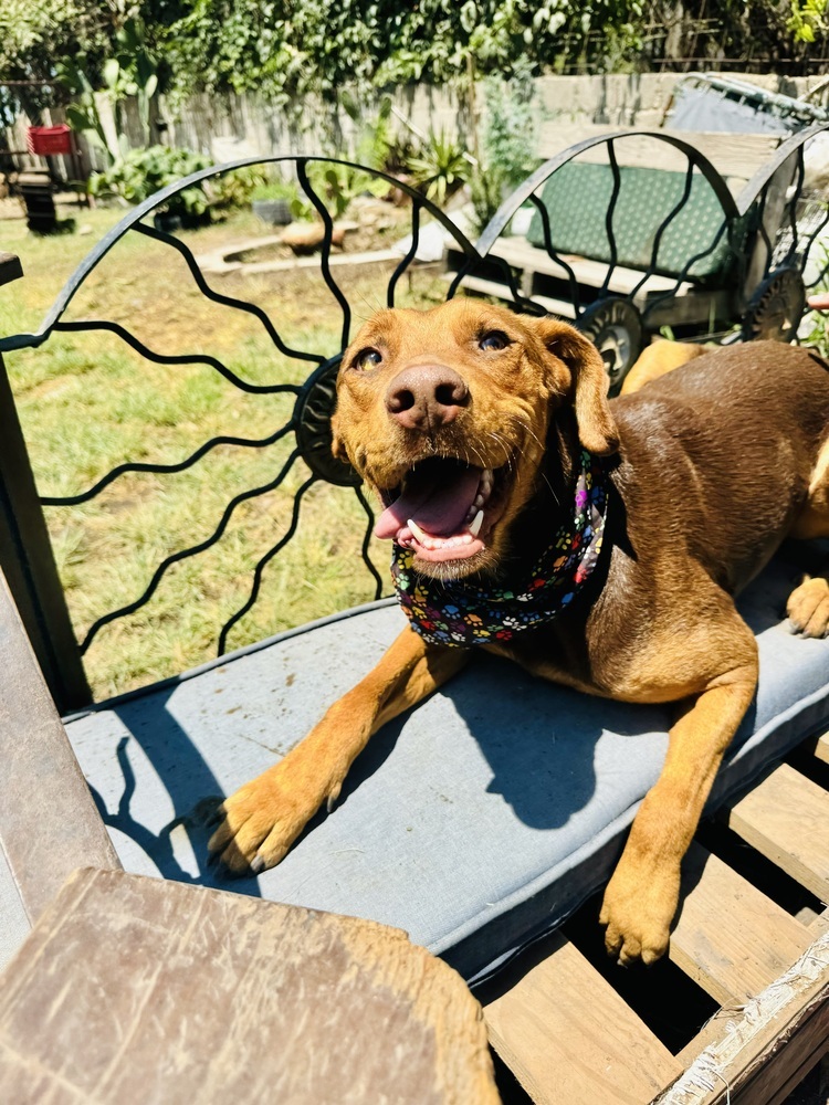 Macsen, an adoptable Labrador Retriever, Mixed Breed in Ajijic Centro, JAL, 45920 | Photo Image 3