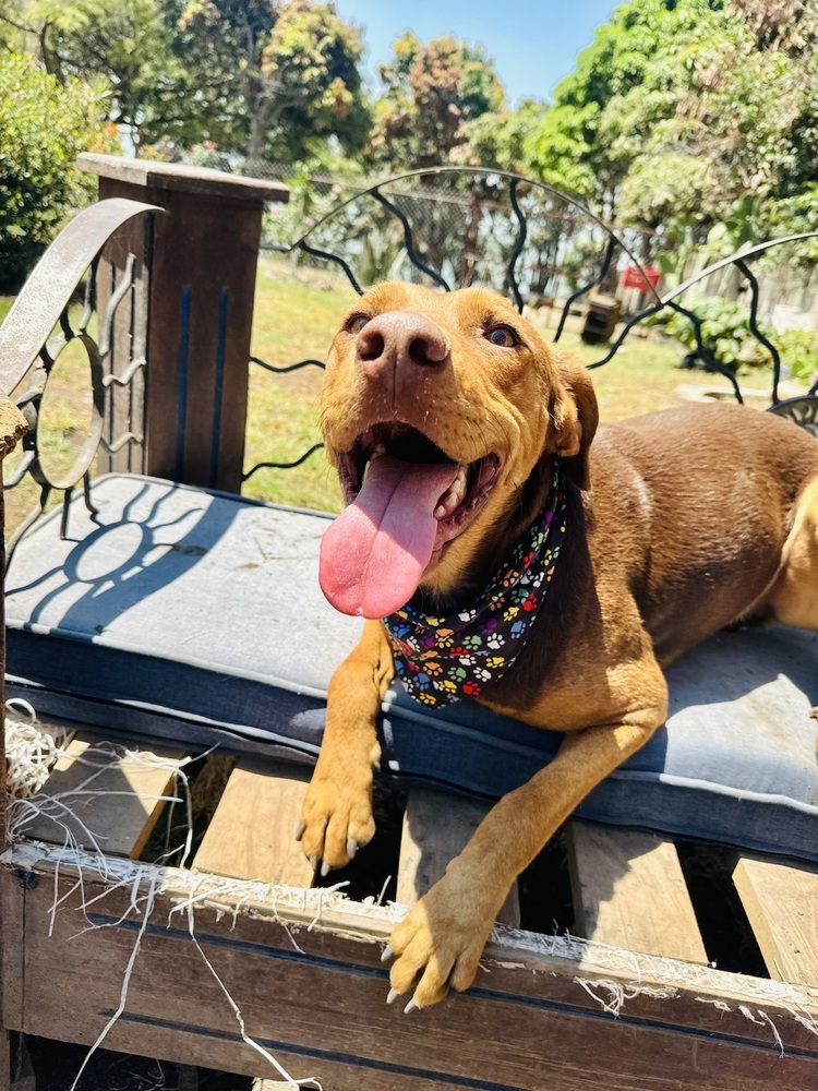 Macsen, an adoptable Labrador Retriever, Mixed Breed in Ajijic Centro, JAL, 45920 | Photo Image 4