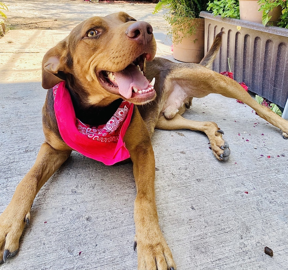 Macsen, an adoptable Labrador Retriever, Mixed Breed in Ajijic Centro, JAL, 45920 | Photo Image 6