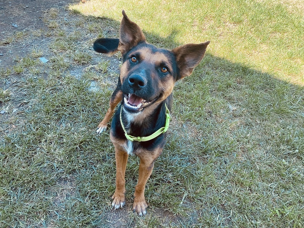 Mika, an adoptable Shepherd, Mixed Breed in Ajijic Centro, JAL, 45920 | Photo Image 1