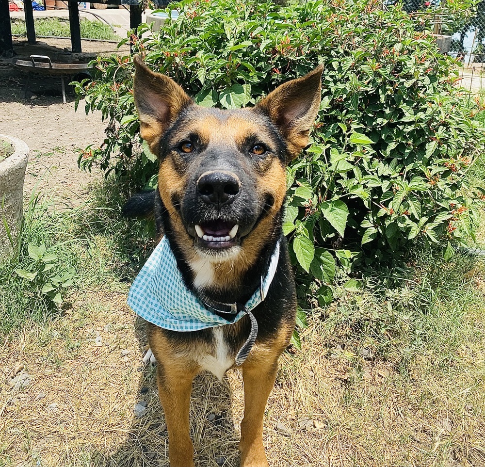 Mika, an adoptable Shepherd, Mixed Breed in Ajijic Centro, JAL, 45920 | Photo Image 2