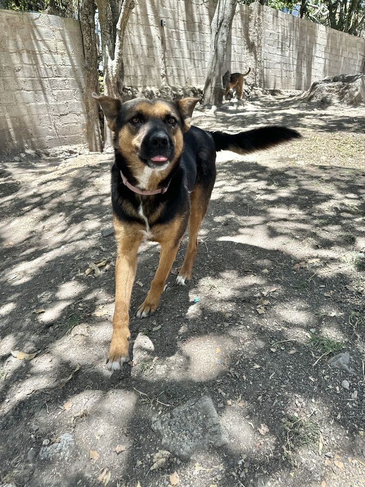 Mika, an adoptable Shepherd, Mixed Breed in Ajijic Centro, JAL, 45920 | Photo Image 3