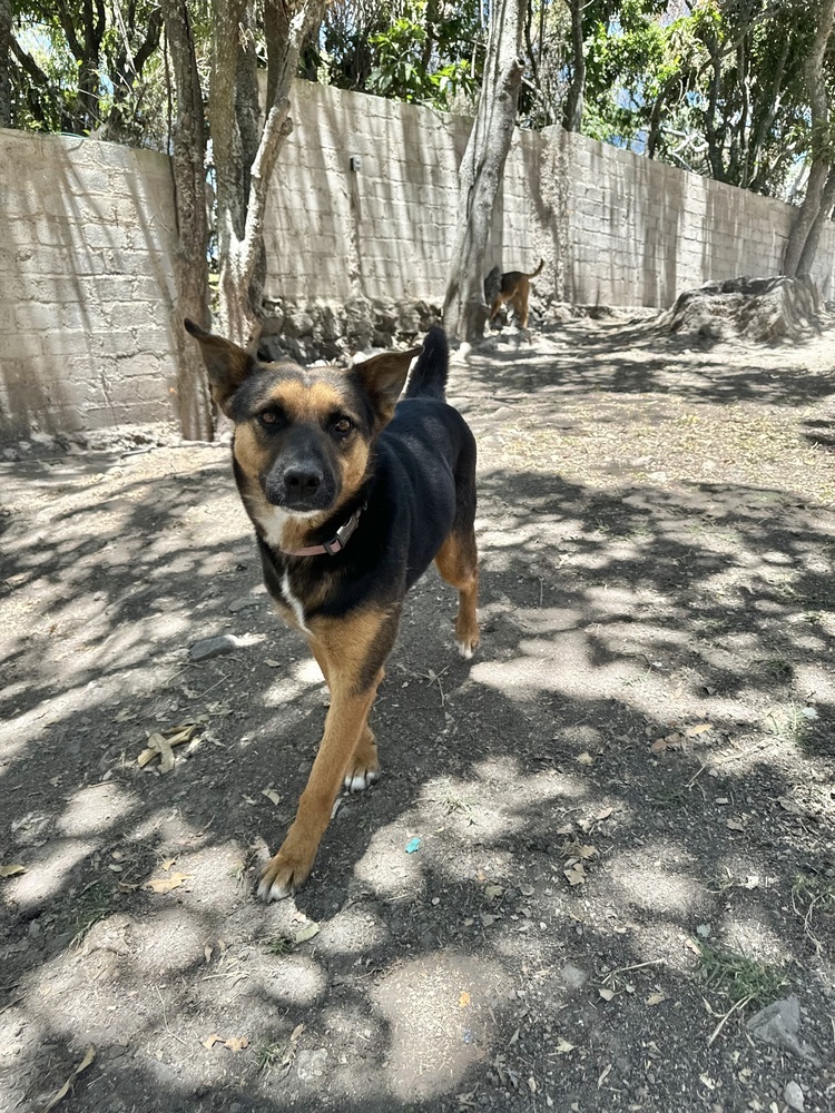 Mika, an adoptable Shepherd, Mixed Breed in Ajijic Centro, JAL, 45920 | Photo Image 4