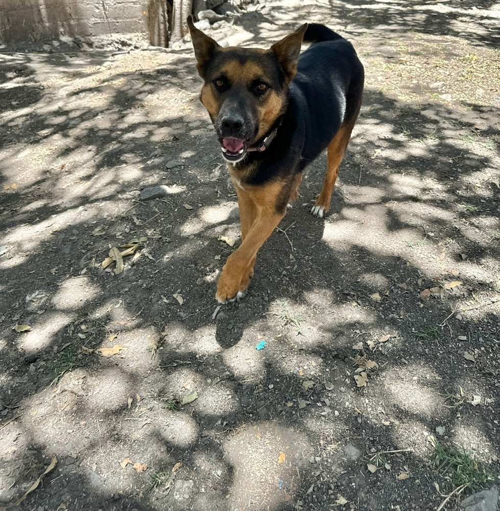 Mika, an adoptable Shepherd, Mixed Breed in Ajijic Centro, JAL, 45920 | Photo Image 5