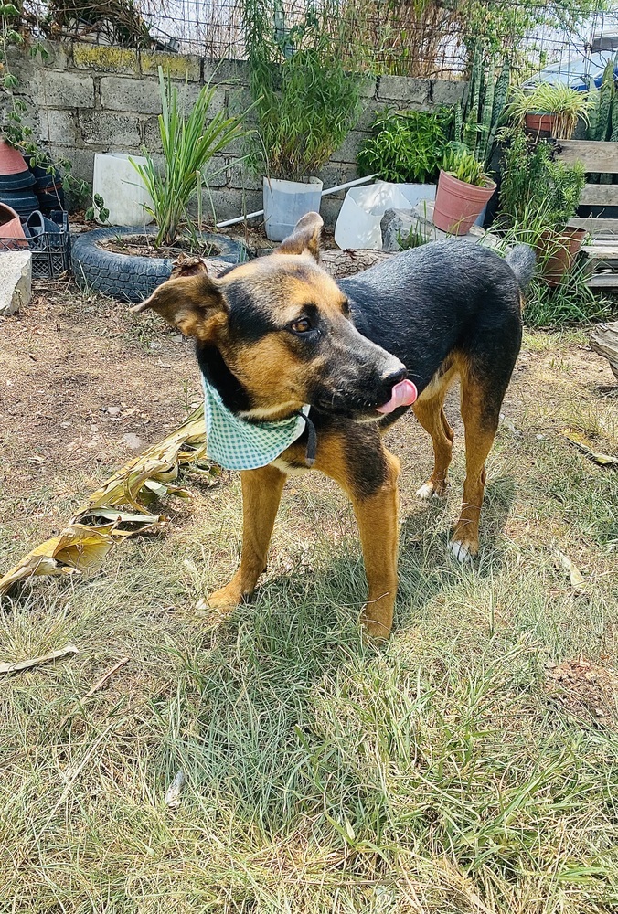 Mika, an adoptable Shepherd, Mixed Breed in Ajijic Centro, JAL, 45920 | Photo Image 6