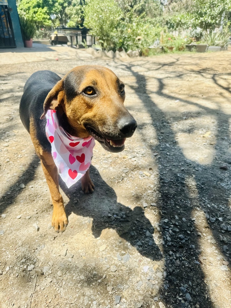 Petunia-1, an adoptable Labrador Retriever, Shepherd in Ajijic Centro, JAL, 45920 | Photo Image 1