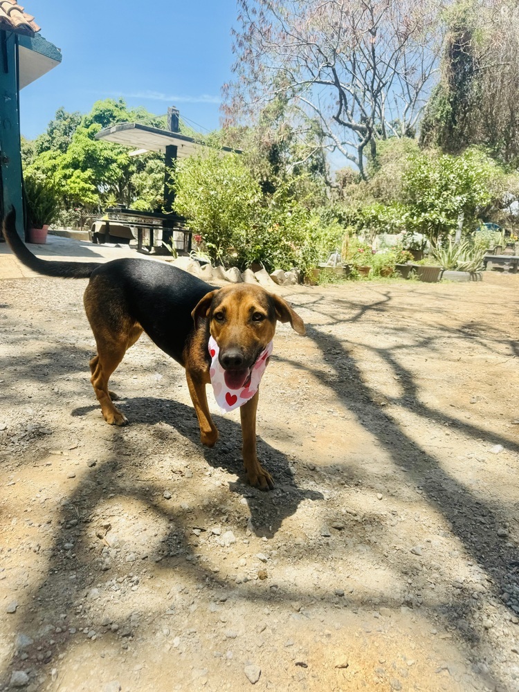 Petunia-1, an adoptable Labrador Retriever, Shepherd in Ajijic Centro, JAL, 45920 | Photo Image 2