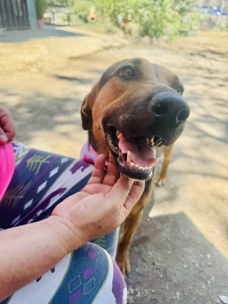 Petunia-1, an adoptable Labrador Retriever, Shepherd in Ajijic Centro, JAL, 45920 | Photo Image 4