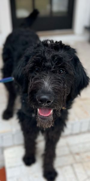 Meet Pierce Pierce and his siblings were found at a Metro Atlanta area fire house They were within