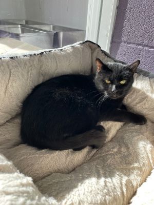 Tyra, Young Female Domestic Short Hair