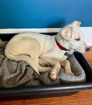 Everest, Baby Male Terrier