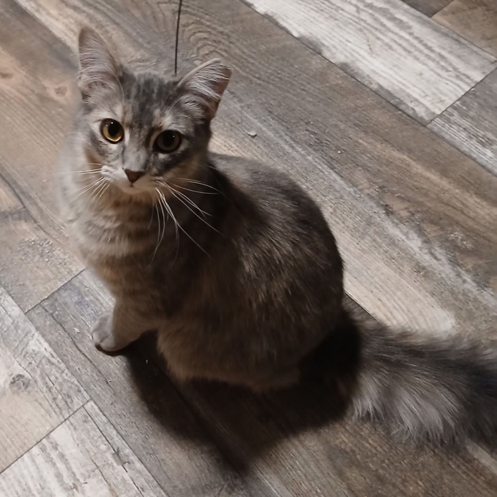 Little Peach, an adoptable Domestic Short Hair in Shell Lake, WI, 54871 | Photo Image 1