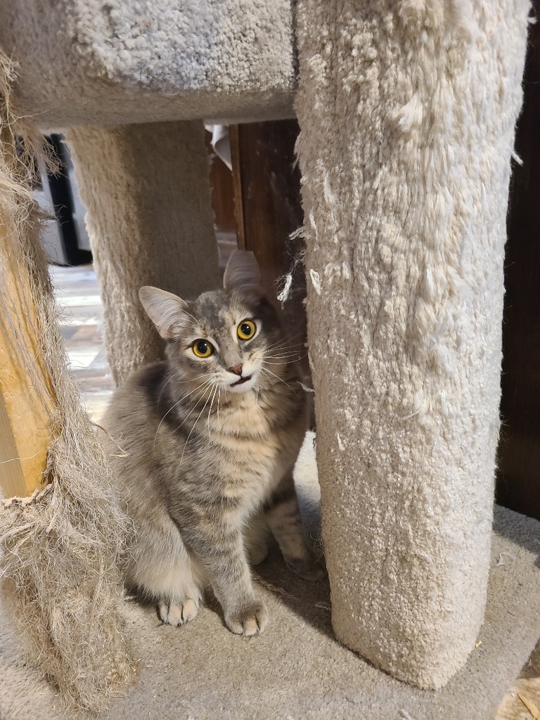 Little Peach, an adoptable Domestic Short Hair in Shell Lake, WI, 54871 | Photo Image 2