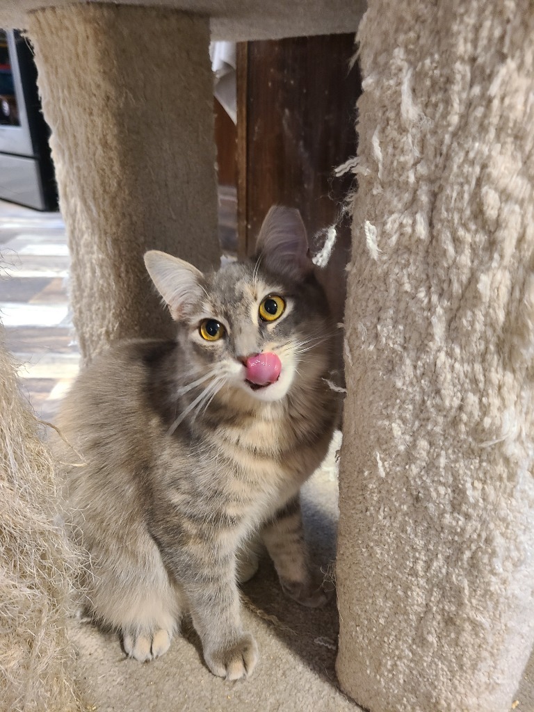 Little Peach, an adoptable Domestic Short Hair in Shell Lake, WI, 54871 | Photo Image 3