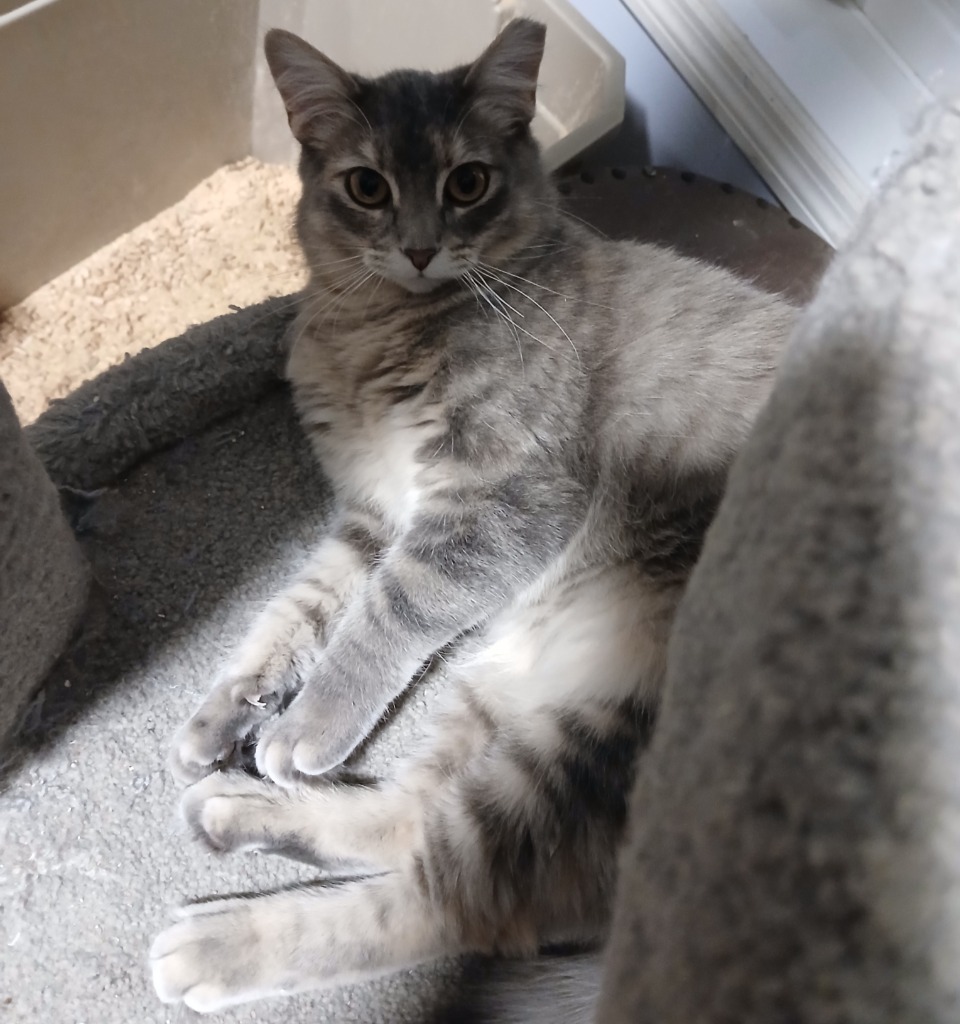 Little Peach, an adoptable Domestic Short Hair in Shell Lake, WI, 54871 | Photo Image 3