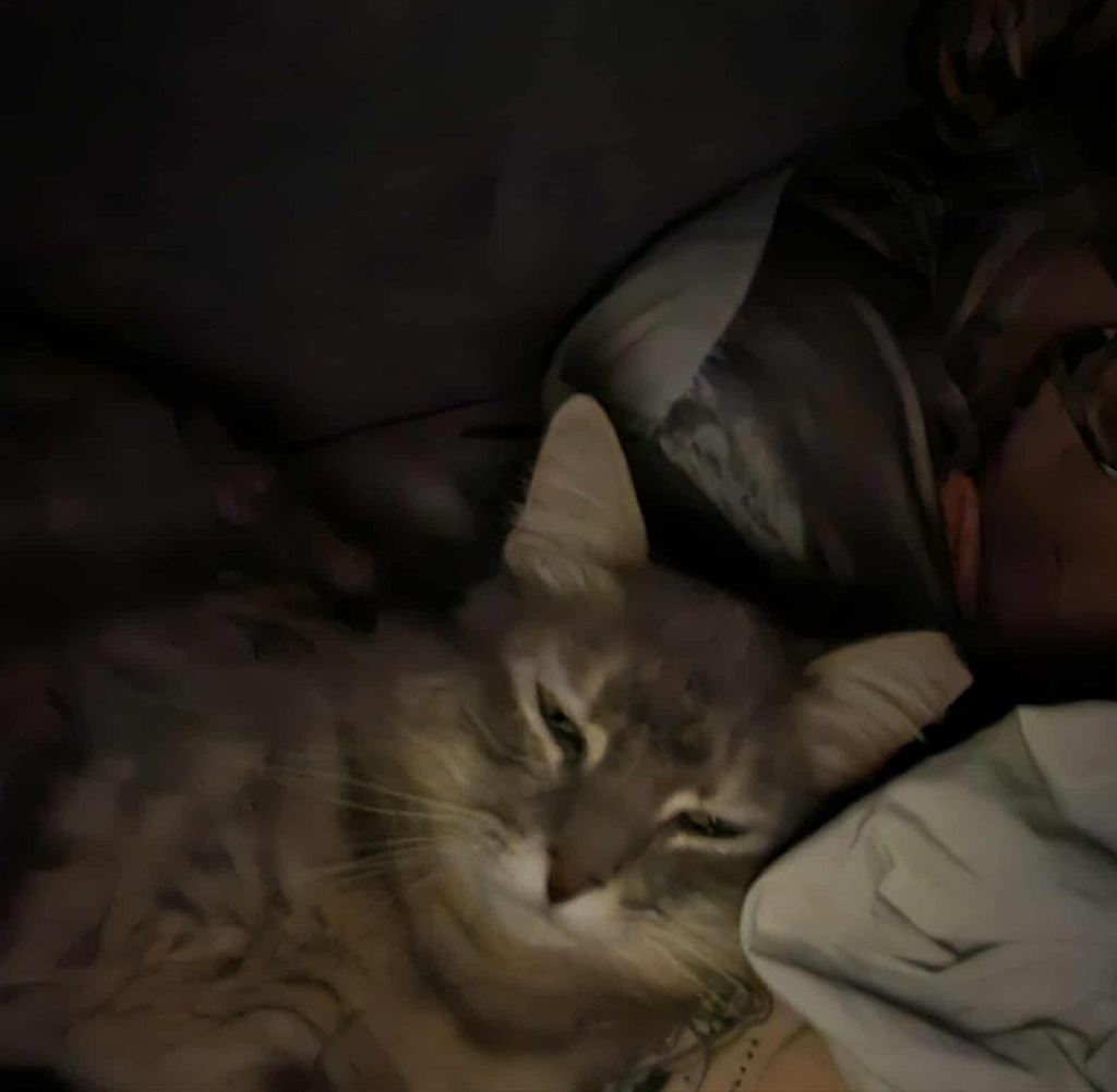 Little Peach, an adoptable Domestic Short Hair in Shell Lake, WI, 54871 | Photo Image 4