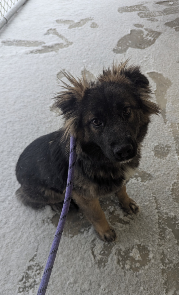 Fantasia, an adoptable Shepherd in Havre, MT, 59501 | Photo Image 1
