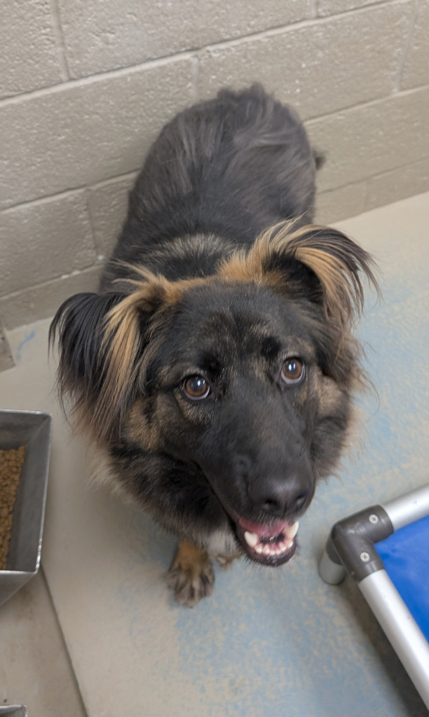 Fantasia, an adoptable Shepherd in Havre, MT, 59501 | Photo Image 1