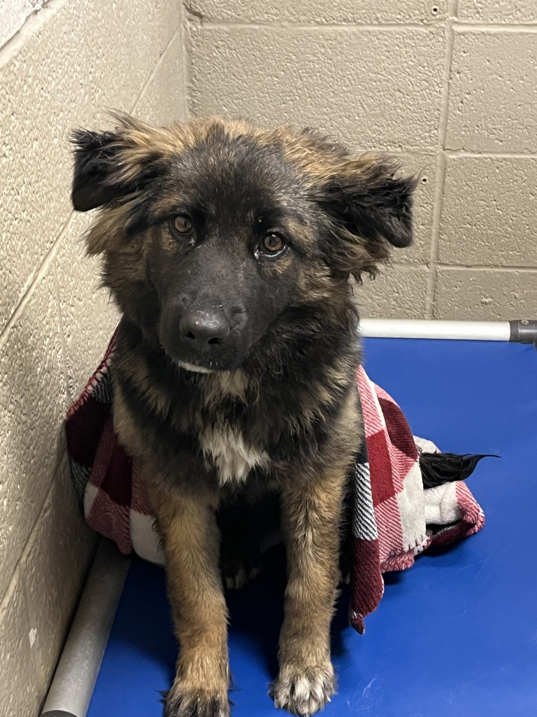 Fantasia, an adoptable Shepherd in Havre, MT, 59501 | Photo Image 2