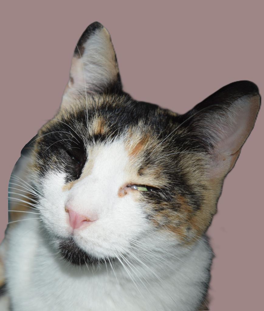 Autumn, an adoptable Calico in Pahrump, NV, 89048 | Photo Image 1