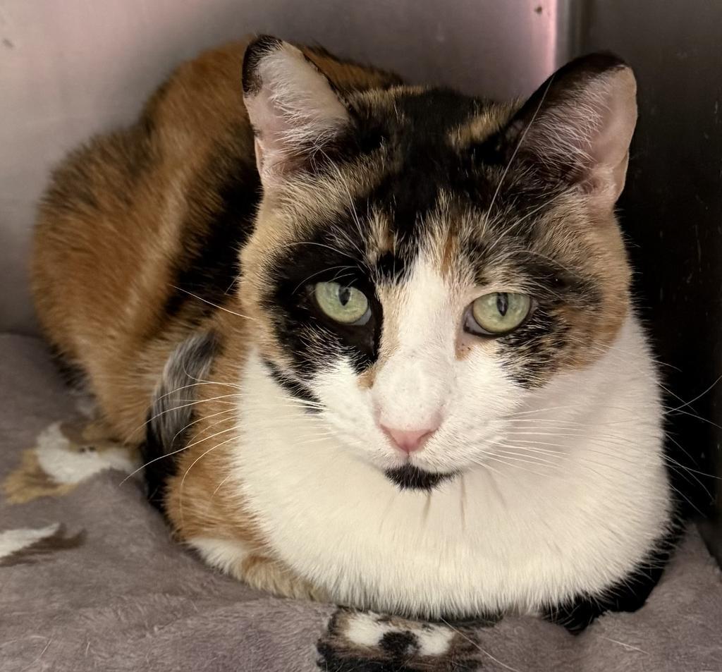 Autumn, an adoptable Calico in Pahrump, NV, 89048 | Photo Image 1