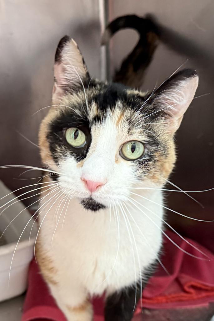 Autumn, an adoptable Calico in Pahrump, NV, 89048 | Photo Image 2