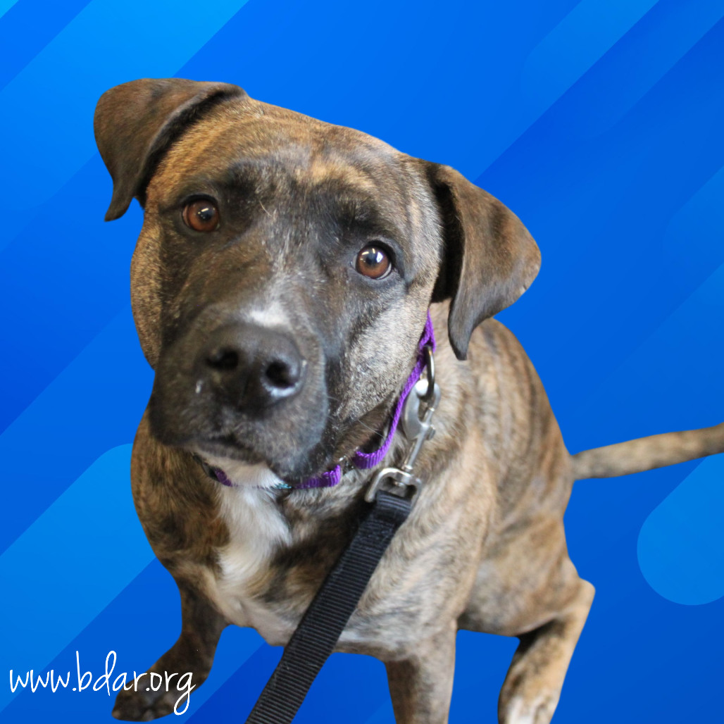 Lacey, an adoptable Pit Bull Terrier, Mixed Breed in Cheyenne, WY, 82009 | Photo Image 1