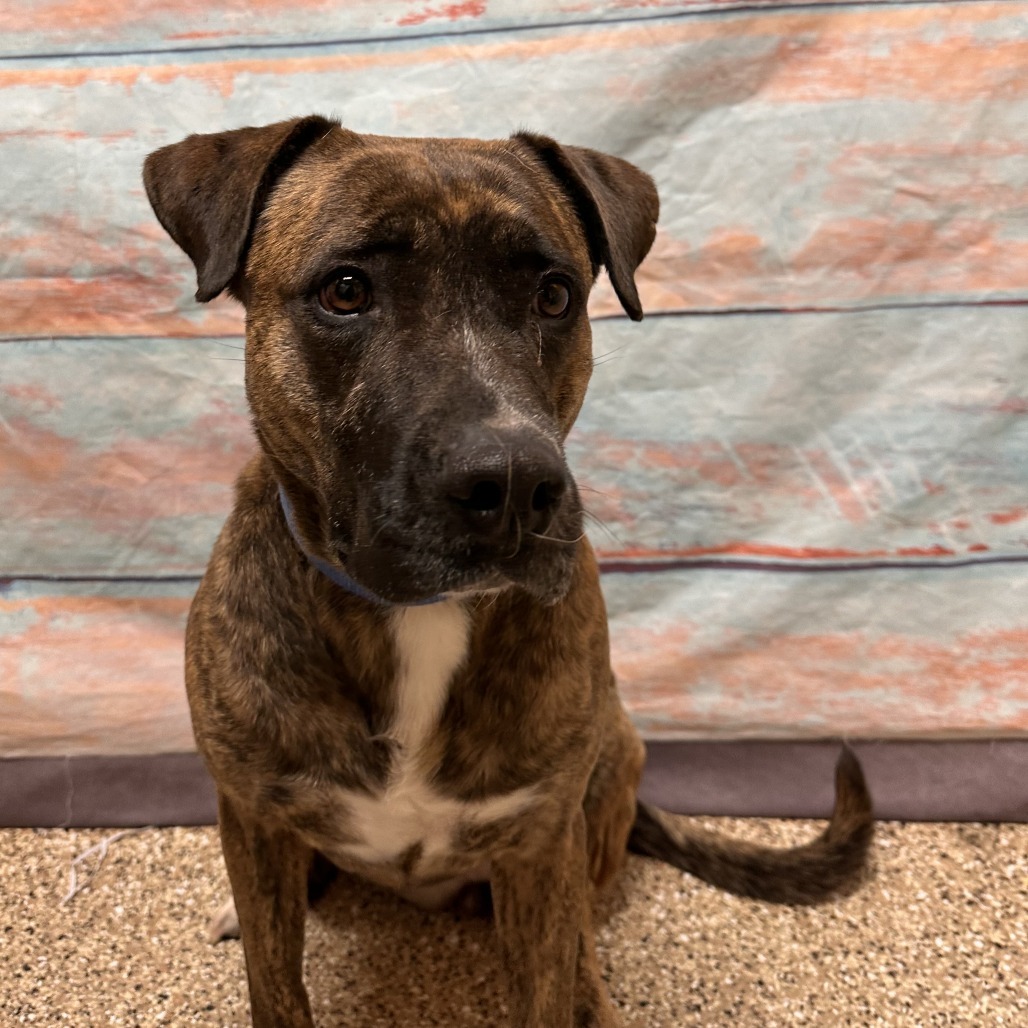 Lacey, an adoptable Pit Bull Terrier, Mixed Breed in Cheyenne, WY, 82009 | Photo Image 3