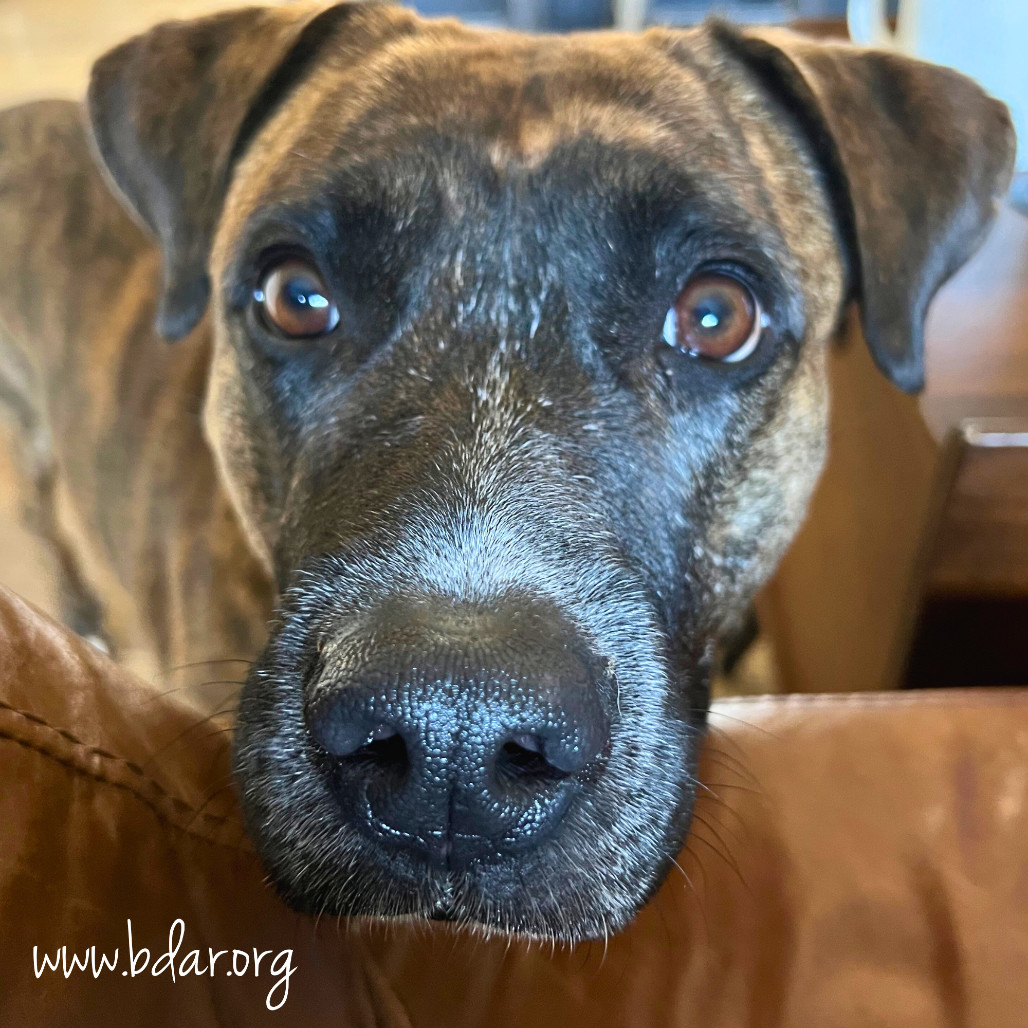 Lacey, an adoptable Pit Bull Terrier, Mixed Breed in Cheyenne, WY, 82009 | Photo Image 3
