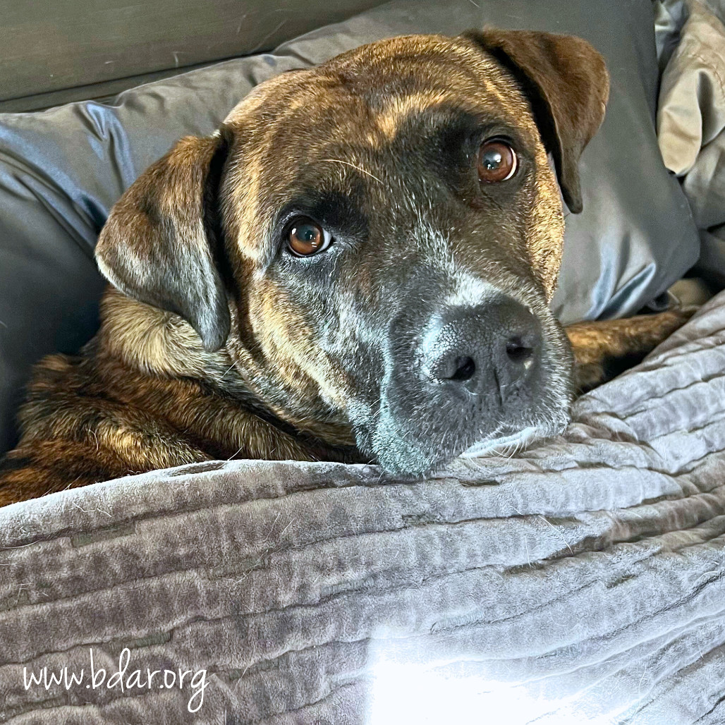Lacey, an adoptable Pit Bull Terrier, Mixed Breed in Cheyenne, WY, 82009 | Photo Image 3