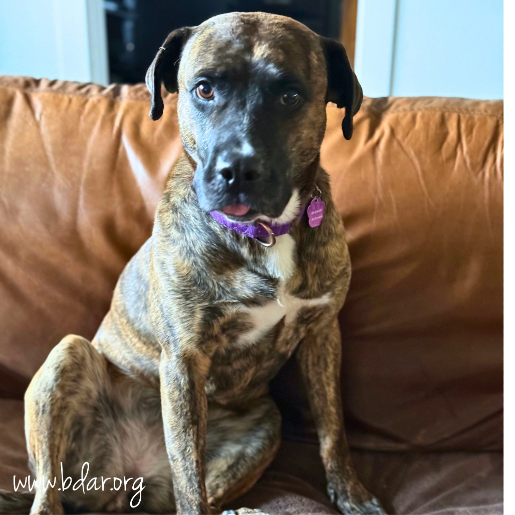 Lacey, an adoptable Pit Bull Terrier, Mixed Breed in Cheyenne, WY, 82009 | Photo Image 4
