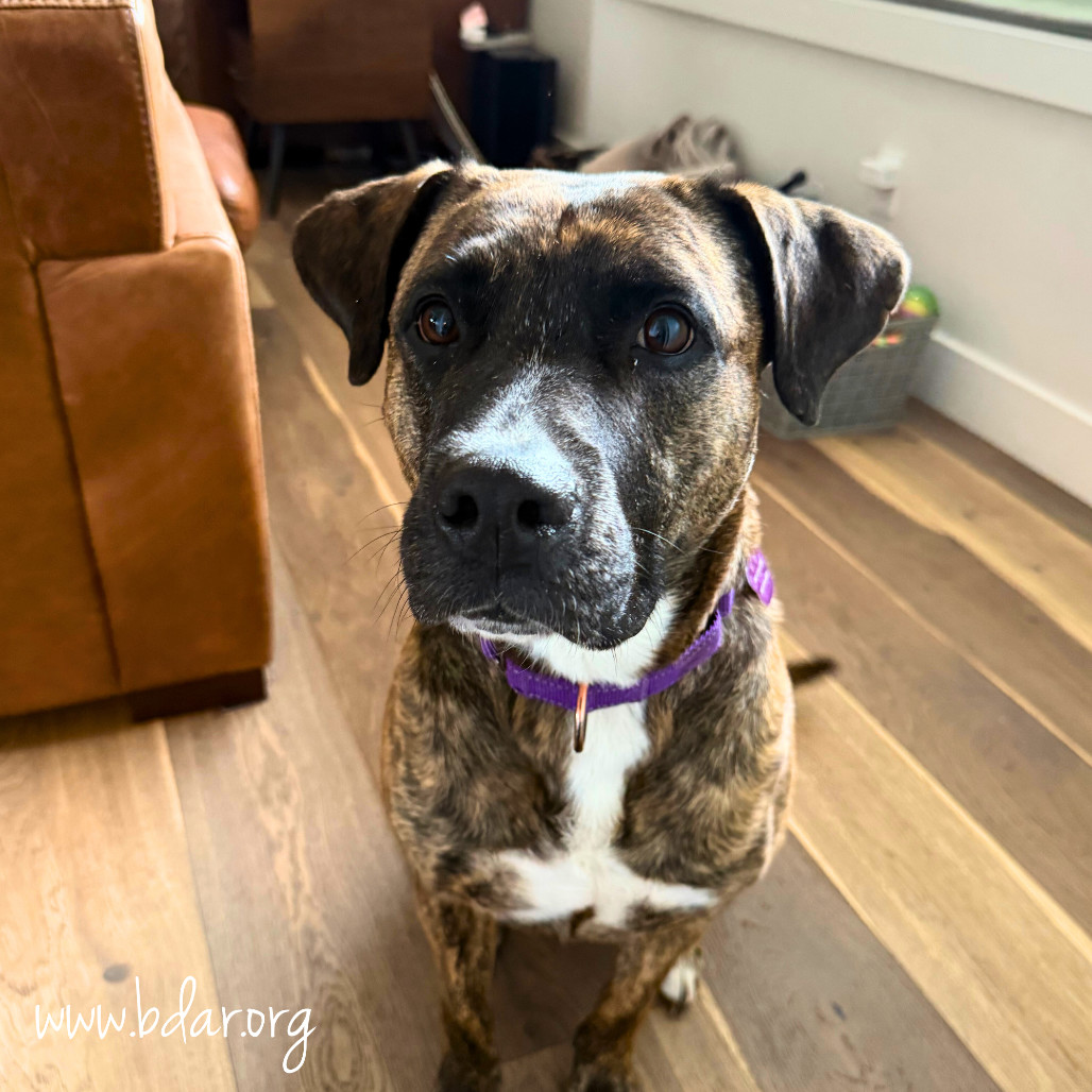 Lacey, an adoptable Pit Bull Terrier, Mixed Breed in Cheyenne, WY, 82009 | Photo Image 5