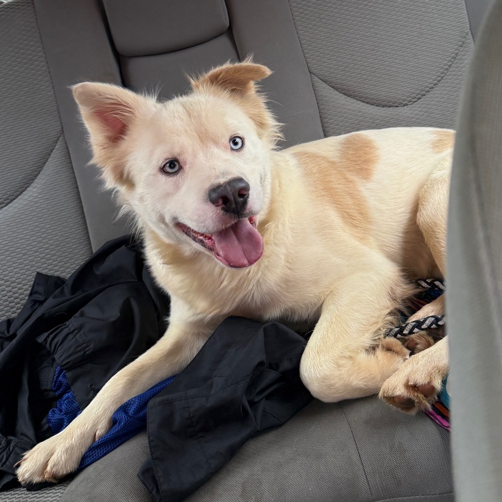 Aspen, an adoptable Samoyed in Bess, AL, 35022 | Photo Image 1